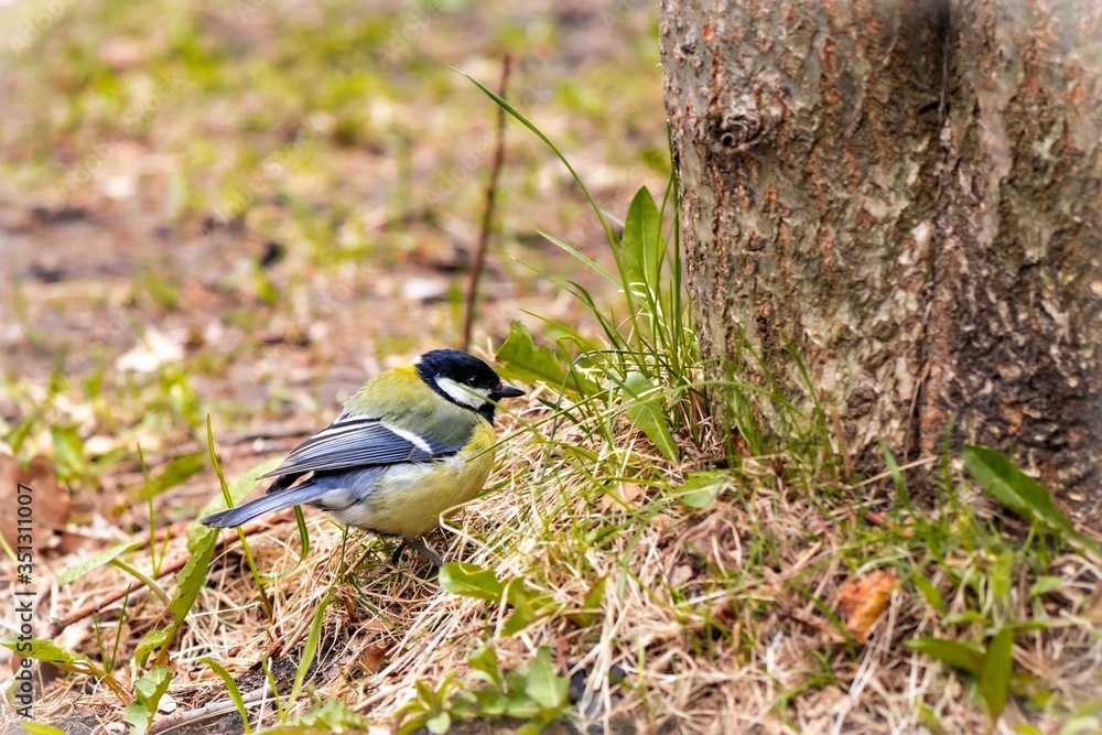 Obraz premium Beautiful little bird sitting in the grass near a tree