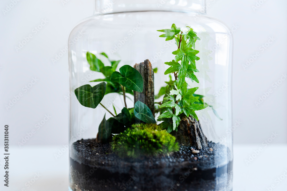 Small decoration plants in a glass bottle/garden terrarium bottle/ forest in a jar. Terrarium jar with piece of forest with self ecosystem. Save the earth concept. Bonsai, set of terrariums/ jars