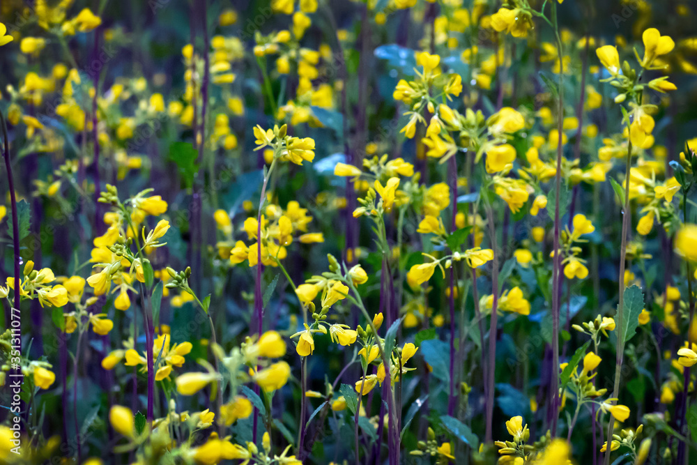 Fototapeta premium Blooming mustard field. Yellow flowers Toned. close-up