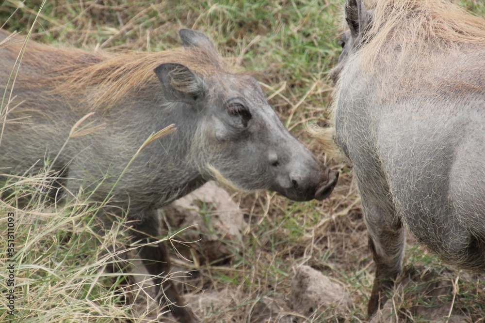Fototapeta premium DHR