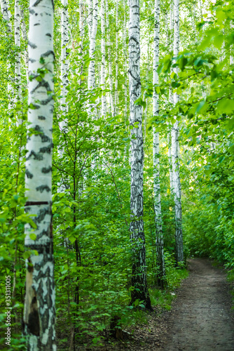 Fototapeta Naklejka Na Ścianę i Meble -  Path among birches in the spring forest
