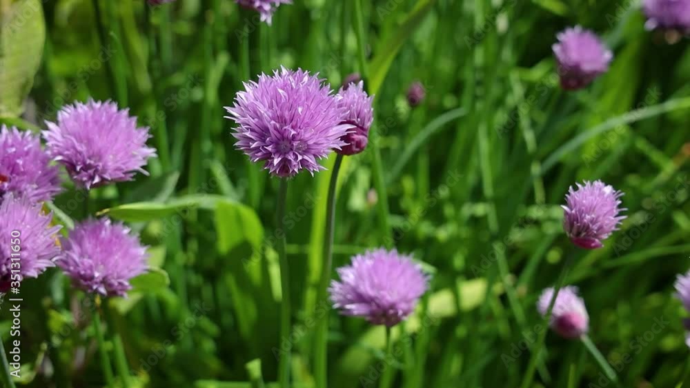 Purple Chives Flowers Blowing in the Wind Purple Chives Flowers Blowing in the Wind