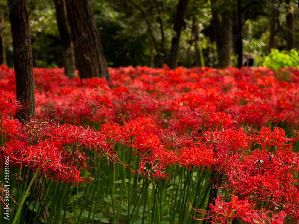 彼岸花の森