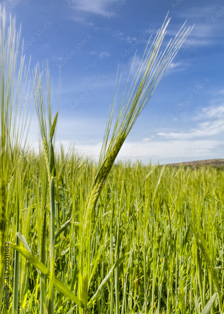 Obraz premium wheat field in summer