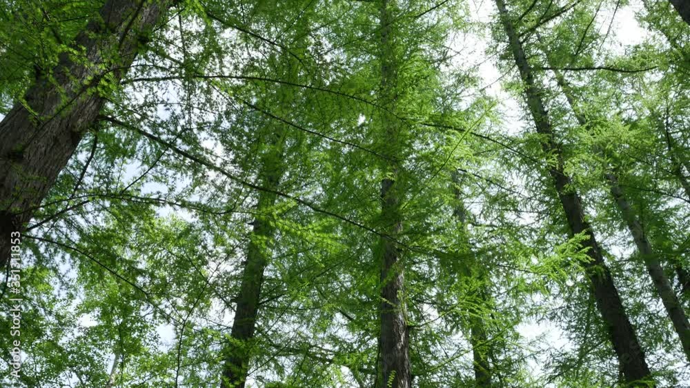 カラマツの森 カラマツの森