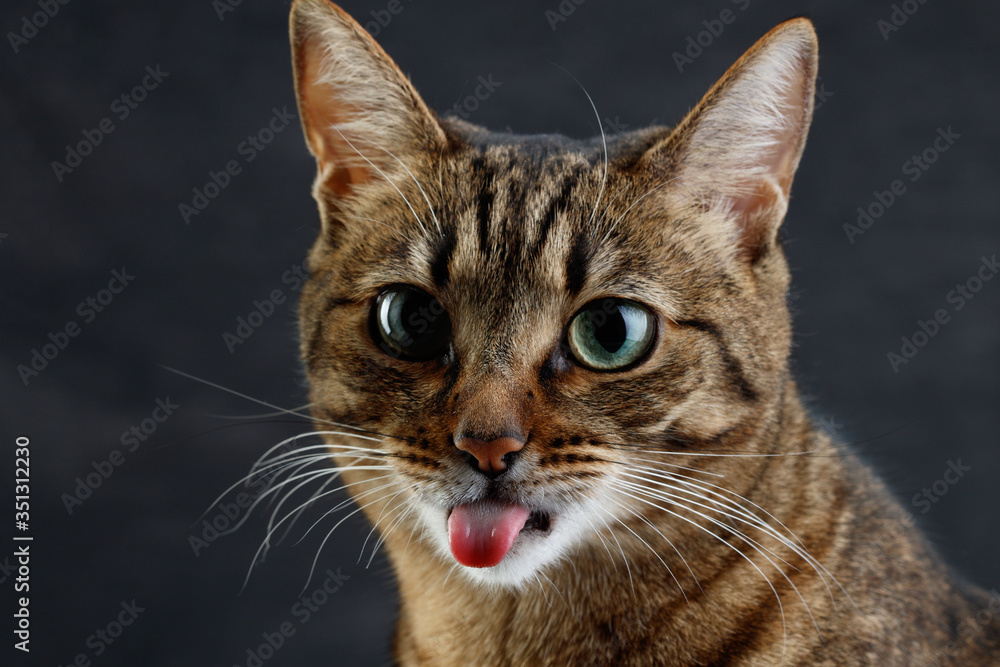 Close up portrait of a cat with copy space. Muzzle of a cute tabby cat shows tongue, shallow focus. 