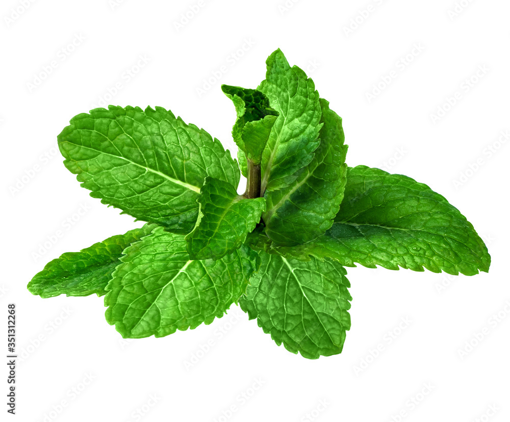 Perfect mint isolated on white background. Ready for the clipping path. Perfect mint isolated on white background. Ready for the clipping path.
