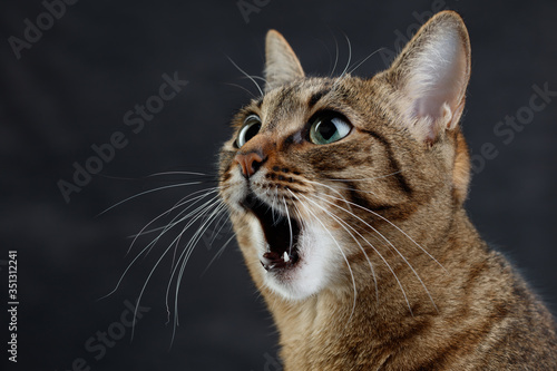 Close up portrait of a cat is surprised or amazed. Muzzle of a cute tabby cat with open mouth, selective focus. 