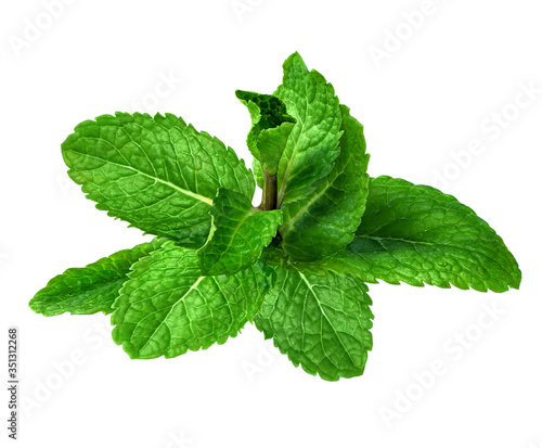 Perfect mint isolated on white background. Ready for the clipping path.