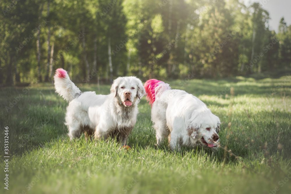 Happy white dogs clumber spaniel on a green lawn meadow glade retriever with bright colored pink tails play Happy white dogs clumber spaniel on a green lawn meadow glade retriever with bright colored pink tails play