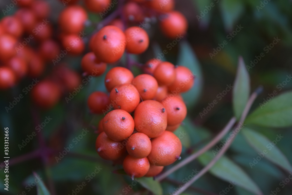 Fototapeta premium Red winter berries