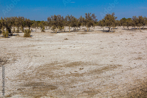 Soil covered by salt brought by the wind fro the dry Aral sea bed. Konye-Urgench, Turkmenistan. photo