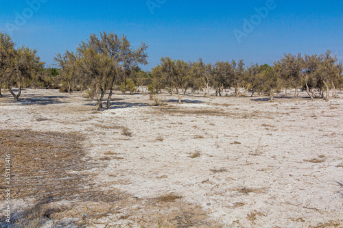 Soil covered by salt brought by the wind fro the dry Aral sea bed. Konye-Urgench, Turkmenistan. photo