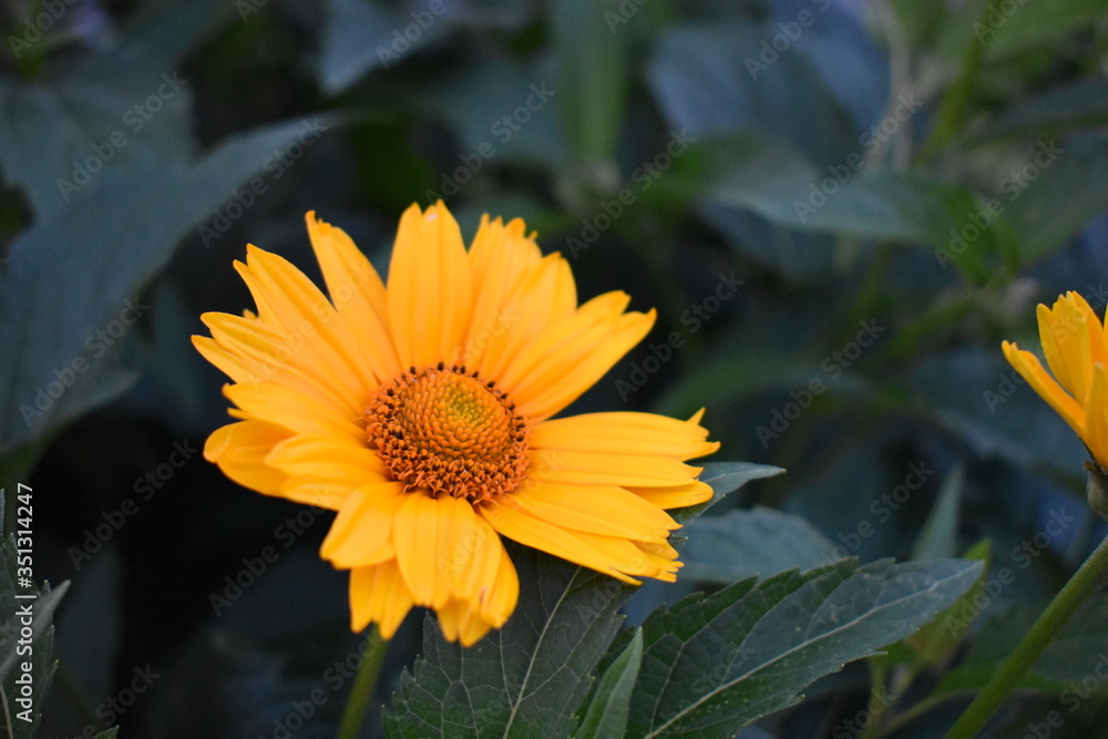 Obraz premium Closeup of a yellow flower with leaves behind it