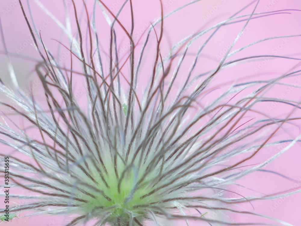 Obraz premium purple flower background