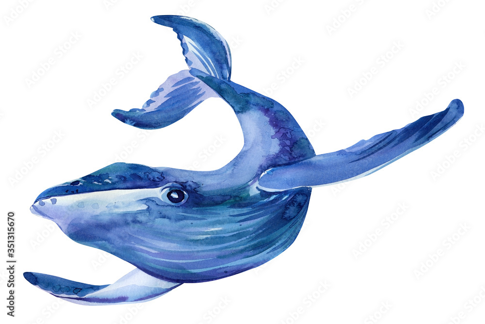 Underwater animal art. whale on a white isolated background, hand-drawn  watercolor, sea animals illustration Stock Illustration | Adobe Stock