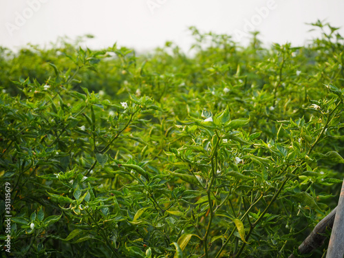 close up of fresh green grass