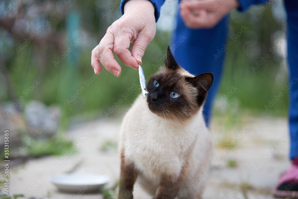 Siamese cat with blue eyes is preparing to eat a small fish