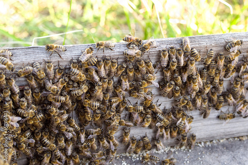 A colony of bees near the hive, soft focus. Swarm of bees. Beekeeping © isavira