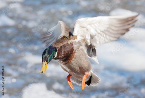 Male mallard duck (Anas platyrhynchos) drake coming in for a landing on the ice along the Ottawa river in Canada photo