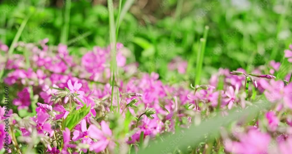 Slow motion, close up of purple blooming flowers. Beautiful flowers on the lawn. Ultra hd 4k blue flower Slow motion, close up of purple blooming flowers. Beautiful flowers on the lawn. Ultra hd 4k blue flower