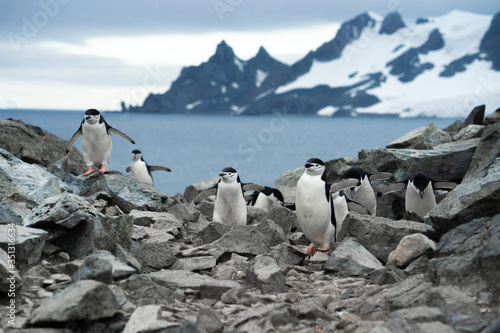 Chinstrap penguins on the rock in Antarctica