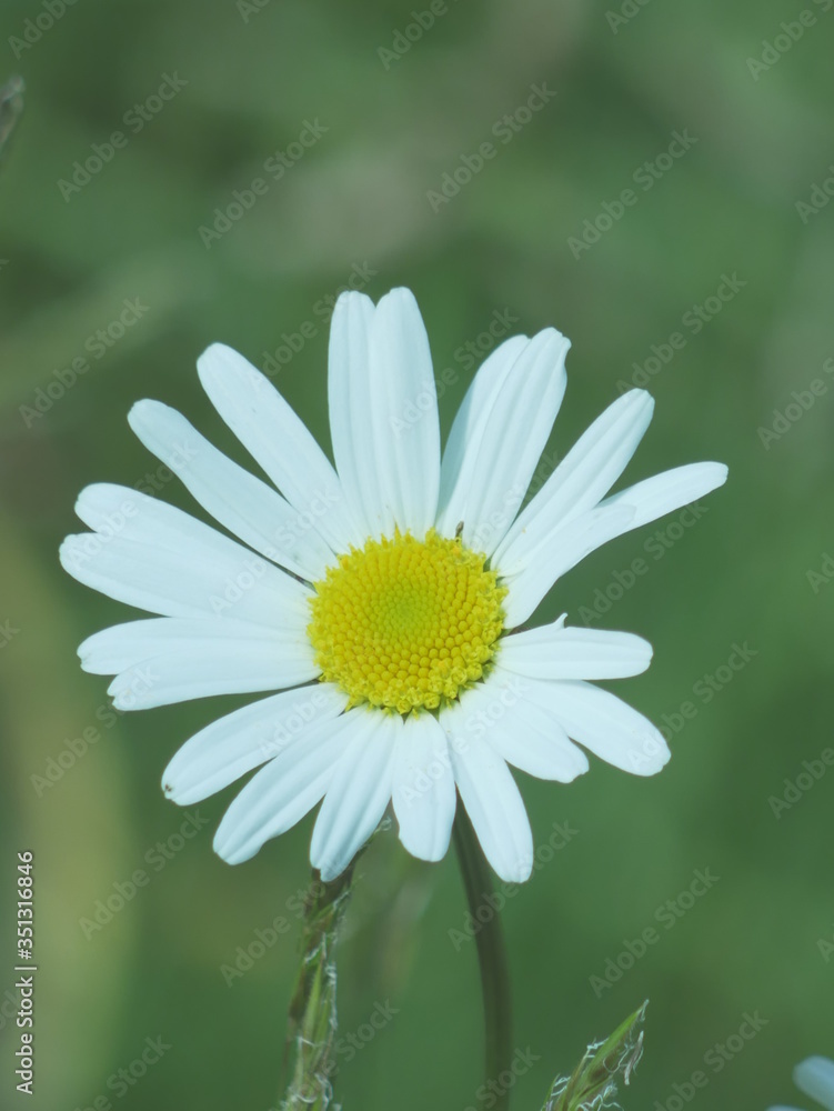 Fototapeta premium white daisy flower