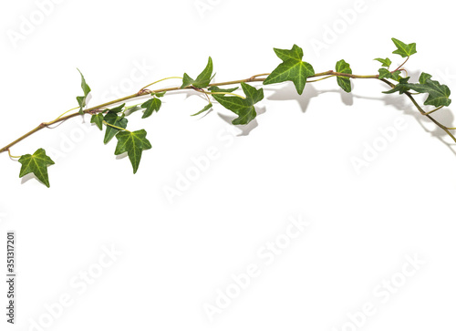 green ivy brunch on white background