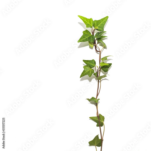 White background with a sprig of green ivy
