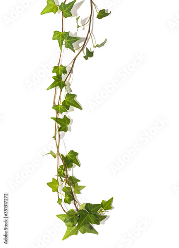 green ivy sprig on a white background