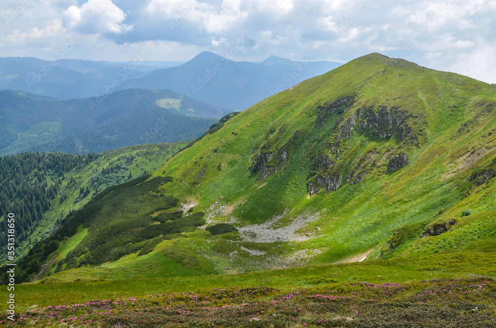 Summer landscape with blooming pink rhododendron flowers. Marmarosy ridge with hills, trails and peaks on the horizon. Popular place for tourism. Carpathian Mountains, Ukraine