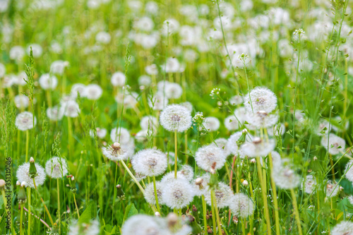 White fluffy dandelions. Field with dandelions