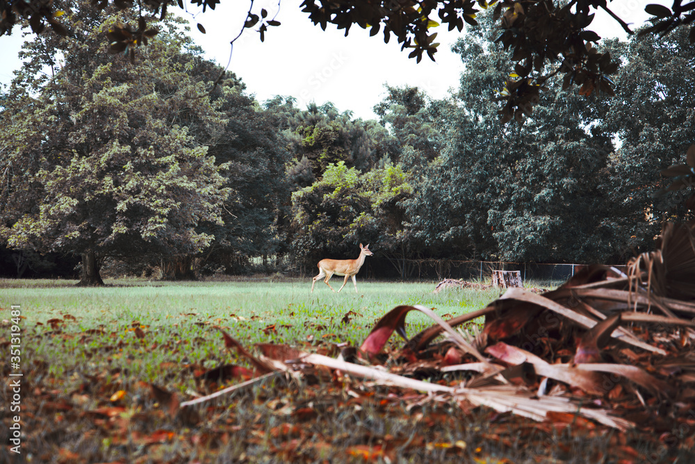 deer in the wood