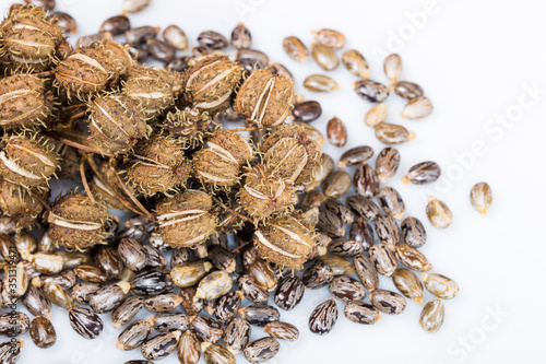 Tableau sur toile castor beans isolated on white background