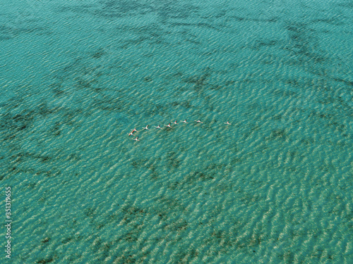 Aerial view of bird flock at Jubail Mangrove Park in Abu Dhabi, United Arab Emirates. photo