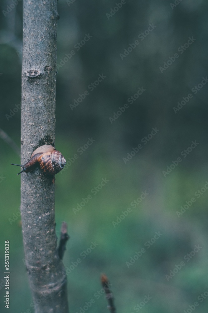 Snail on a tree in spring
