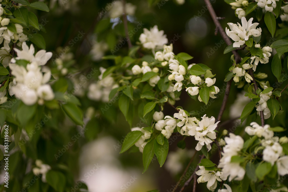 apple tree in white flowers and yellow buds