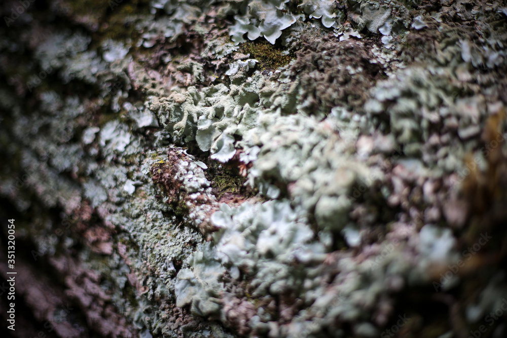 lichen on tree bark lichen on tree bark