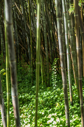 bamboo cane forest in nature