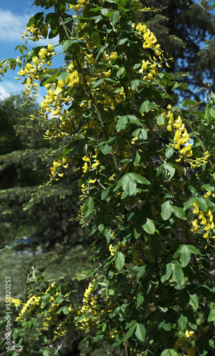 flowering bush with yellow flowers