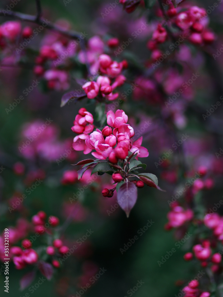 pink and violet flowers on the tree spring blossom