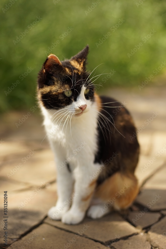 Cute tricolor cat with fluffy long vibrissa or mustache sits in