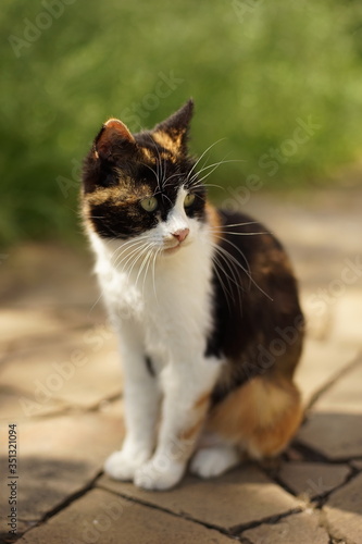 Cute tricolor cat with fluffy long vibrissa or mustache sits in