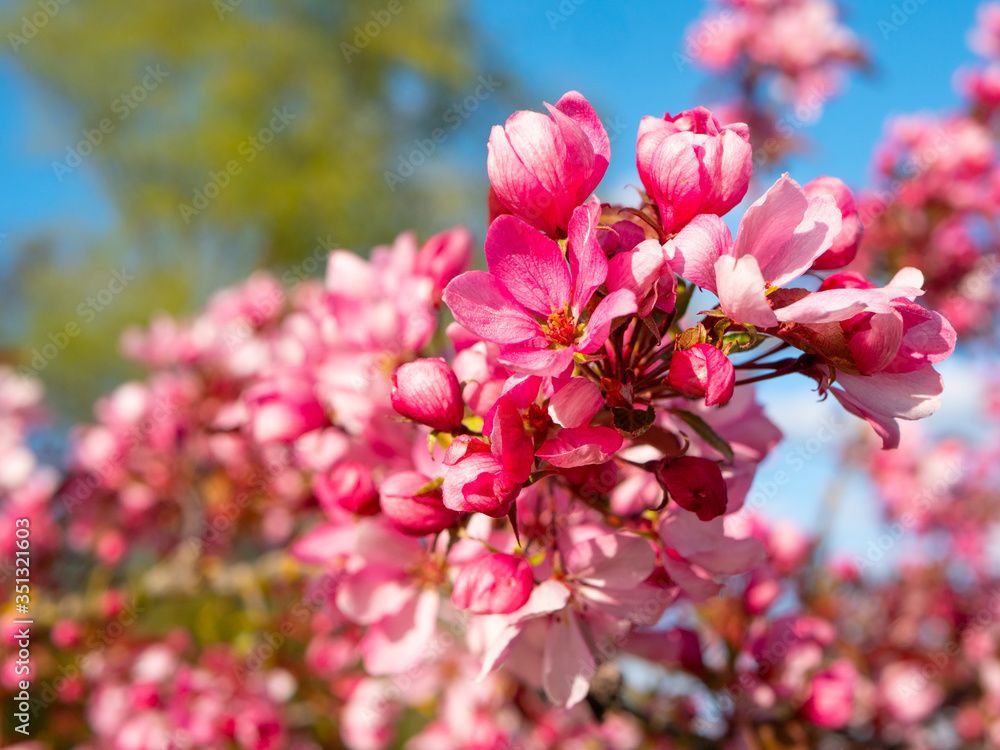 Decorative apple tree with pink flowers Decorative apple tree with pink flowers