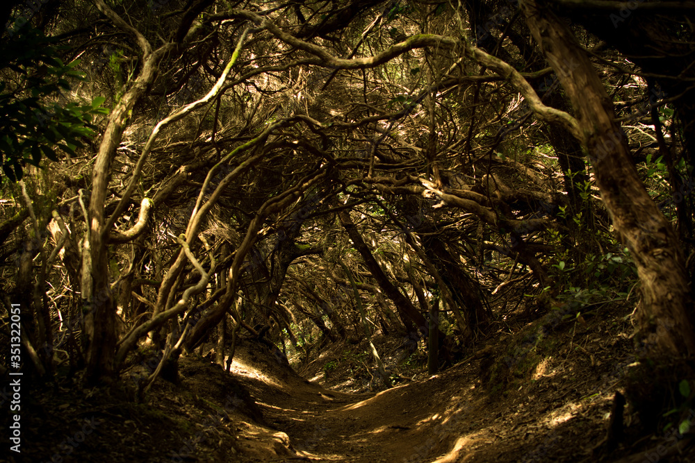 Fototapeta premium mistery forest 2