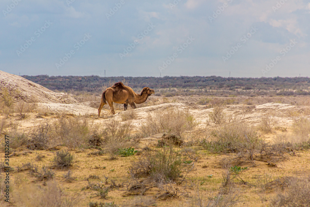 Camel in Kyzylkum desert, Uzbekistan Camel in Kyzylkum desert, Uzbekistan