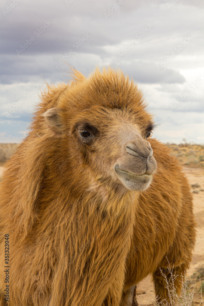 Fototapeta premium Camel in Kyzylkum desert, Uzbekistan