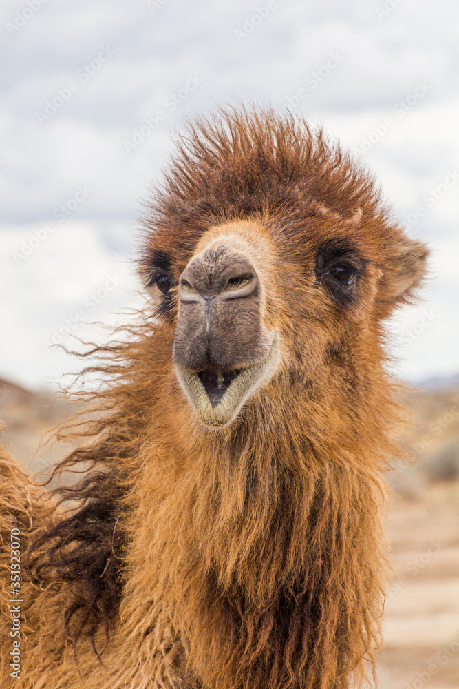 Camel in Kyzylkum desert, Uzbekistan