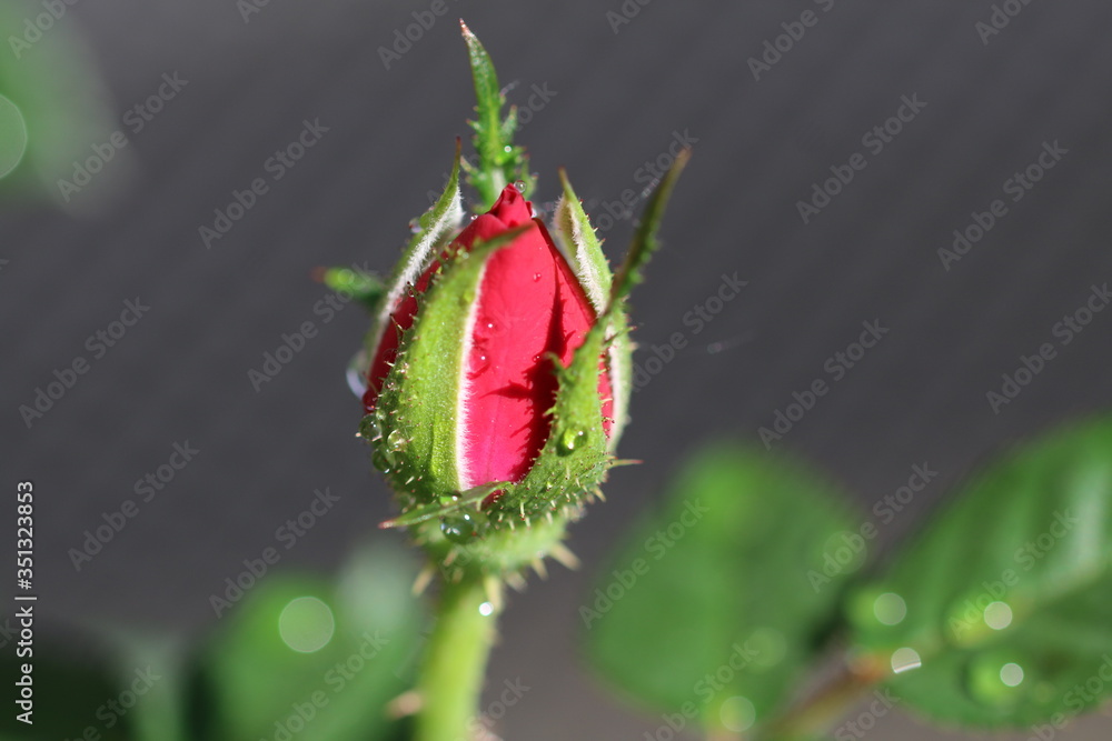 Obraz premium rosen knospe