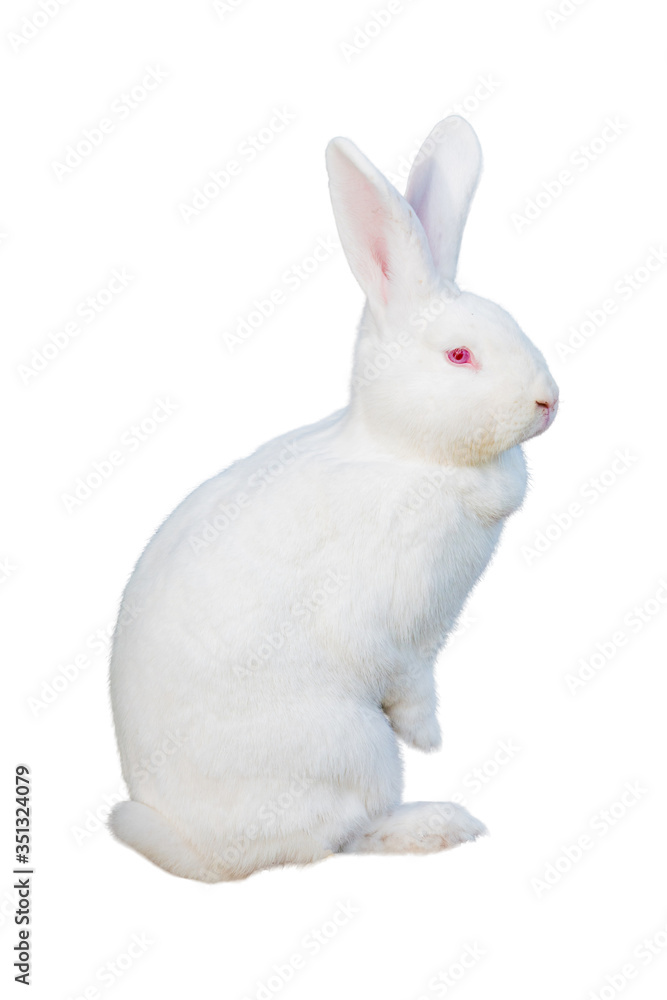 Fototapeta premium A rabbit isolated against white background